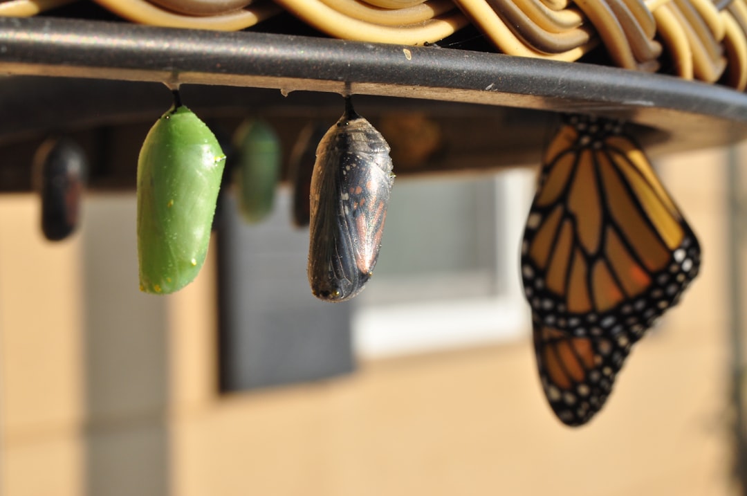 Dopamine's Role in Habit Formation